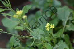 Brassica juncea